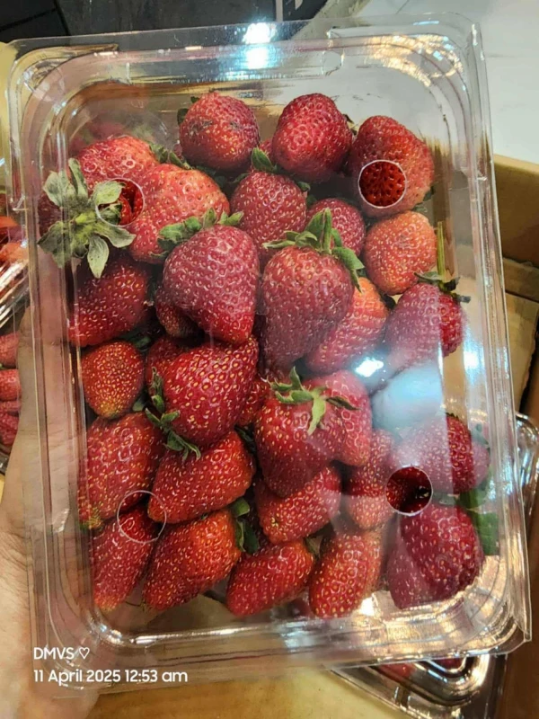 [SAT]HOYE BERRIES