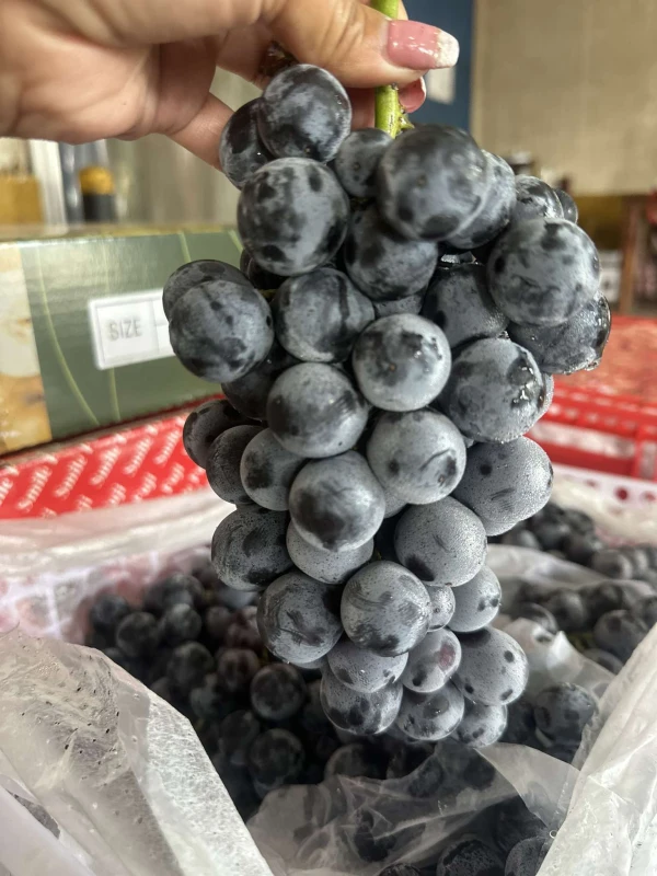 [SAT]BLUEBERRY BLACK GRAPES