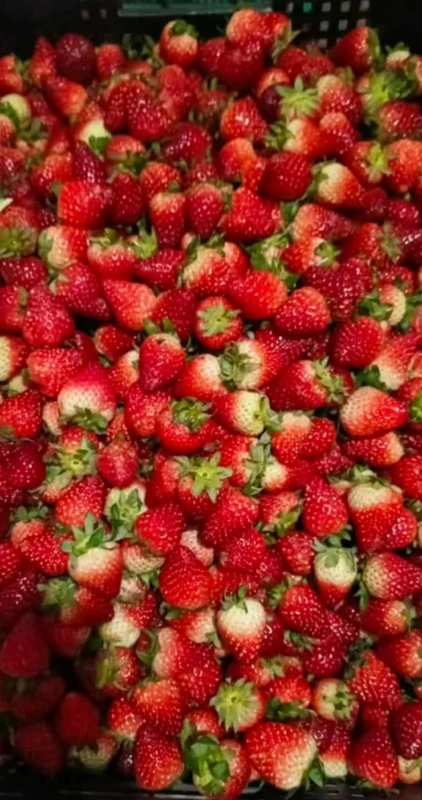 [SAT]STRAWBERRY BUHOS