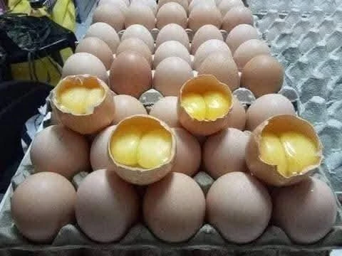 [SAT]DOUBLE YOLK EGG