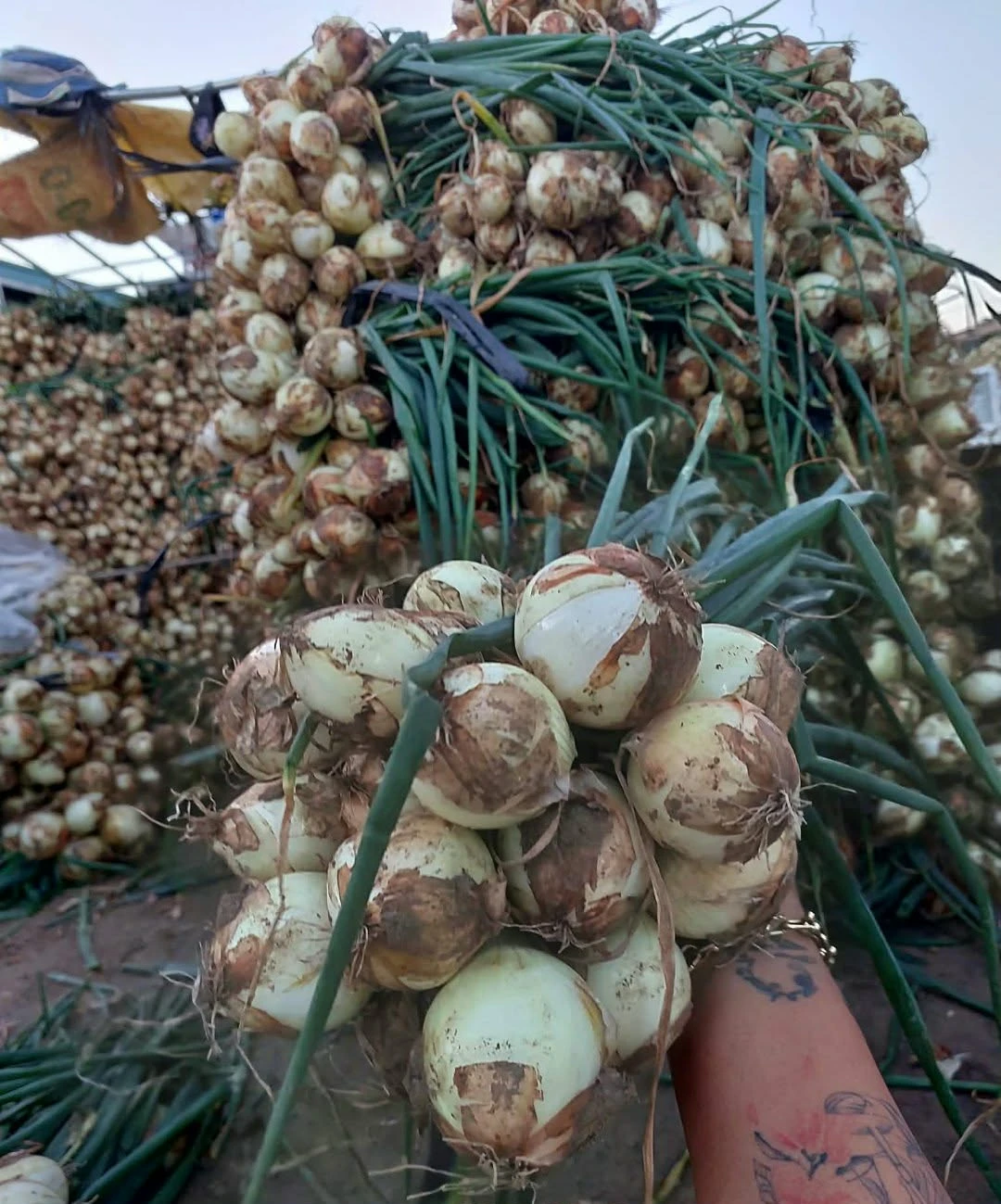 [SAT]SIBUYAS WHITE W/ DAHON