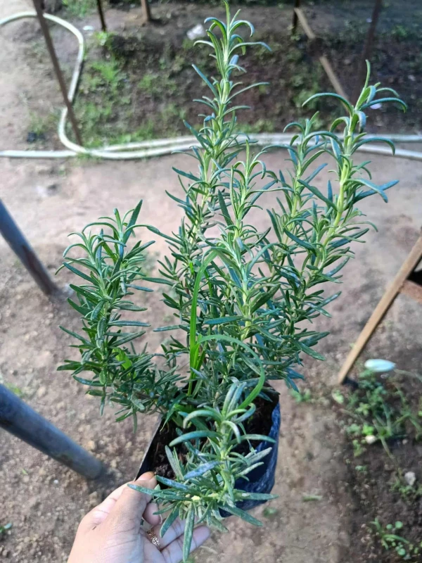 [SAT]ROSEMARY PLANT
