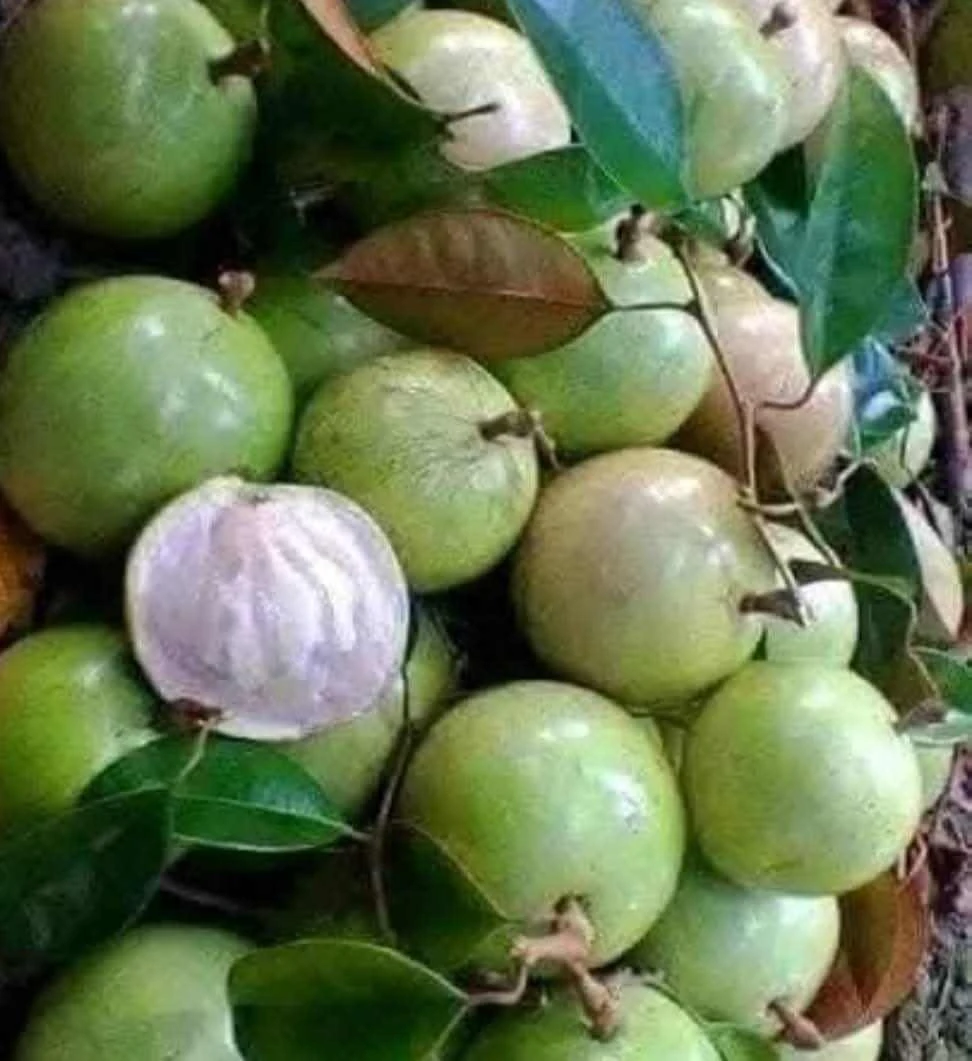 SAT CAIMITO FRUIT sat-caimito-fruit