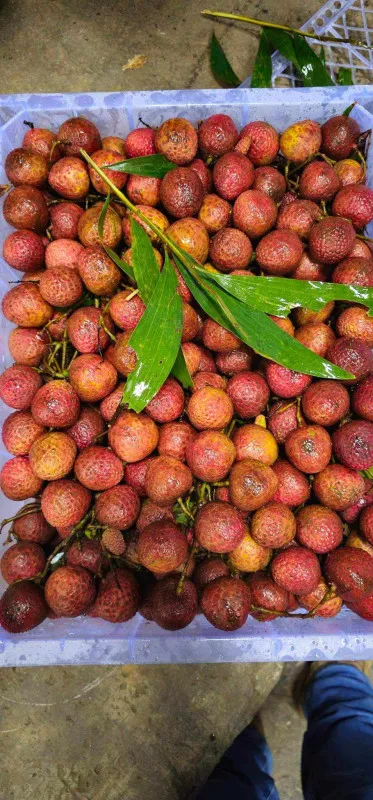 [SAT]RED LYCHEE