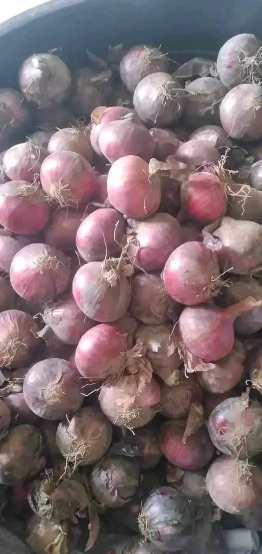 [SAT]SIBUYAS NA PULA