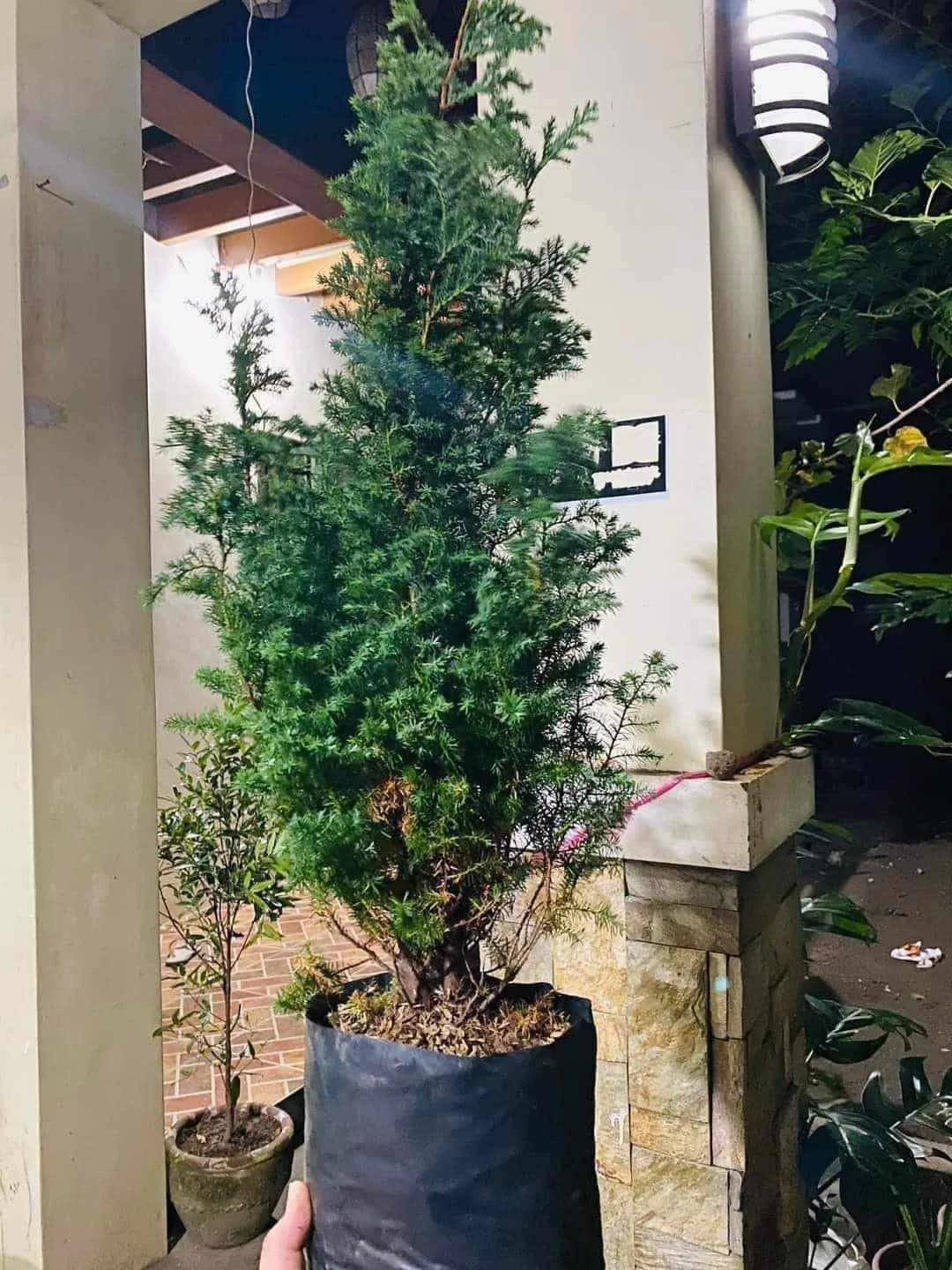 [SAT]CYPRESS PINE TREE