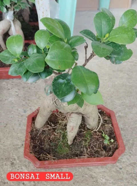 [SAT]FICUS BONSAI