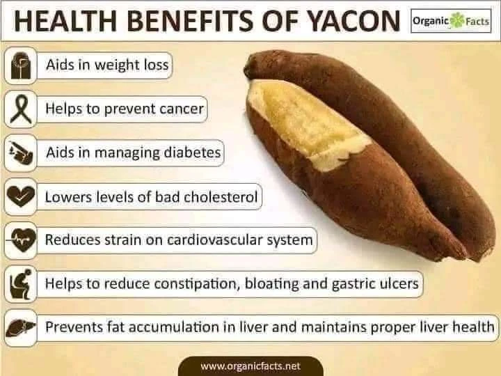 [SAT]YACON FRUIT