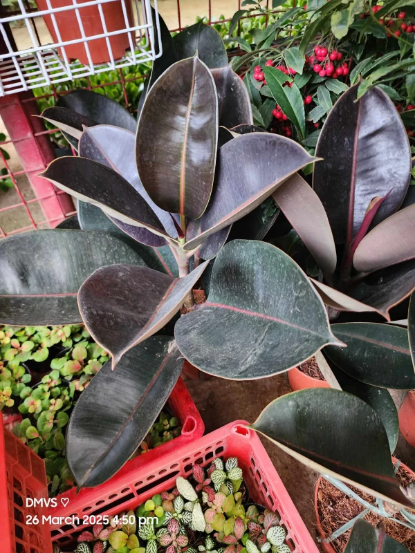 [SAT]RUBBER PLANT