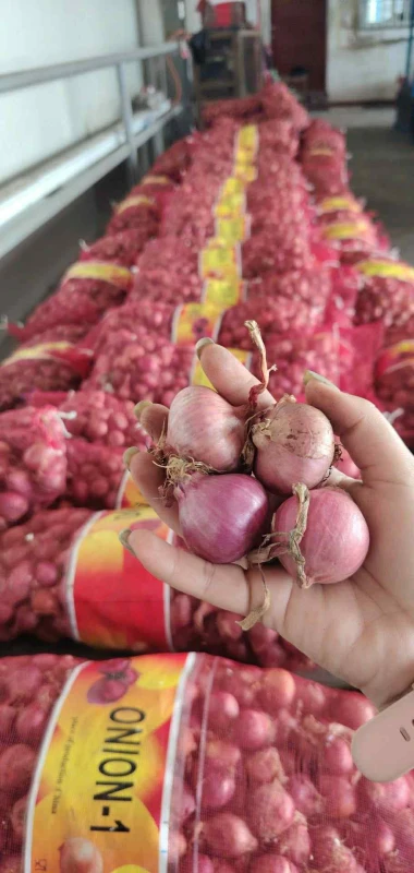 [SAT]SIBUYAS IMPORTED