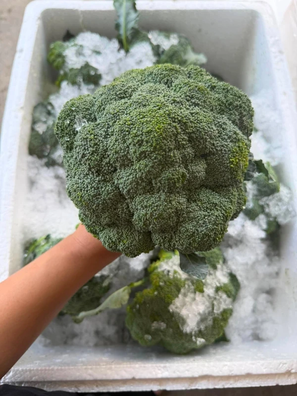 [SAT]IMPORTED BROCOLLI