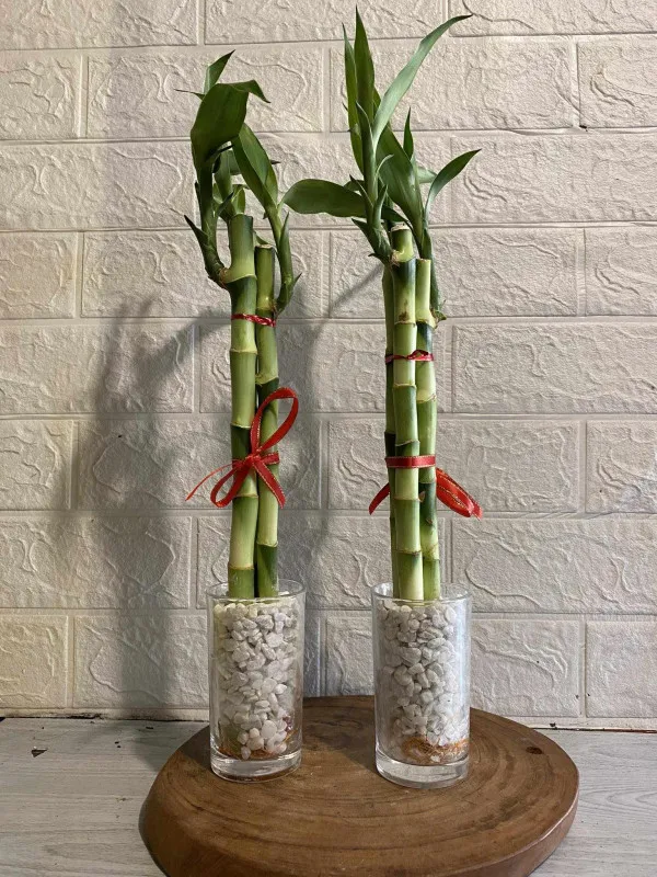 [SAT]LUCKY BAMBOO PLANT