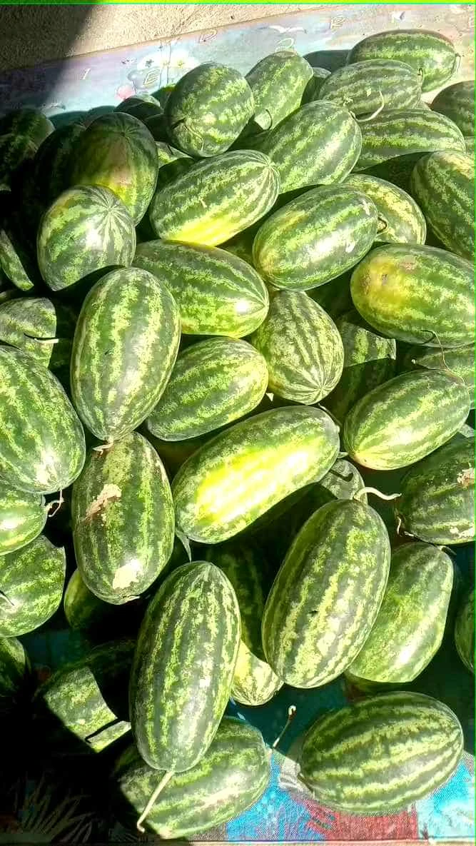 [SAT]VENUS WATERMELON