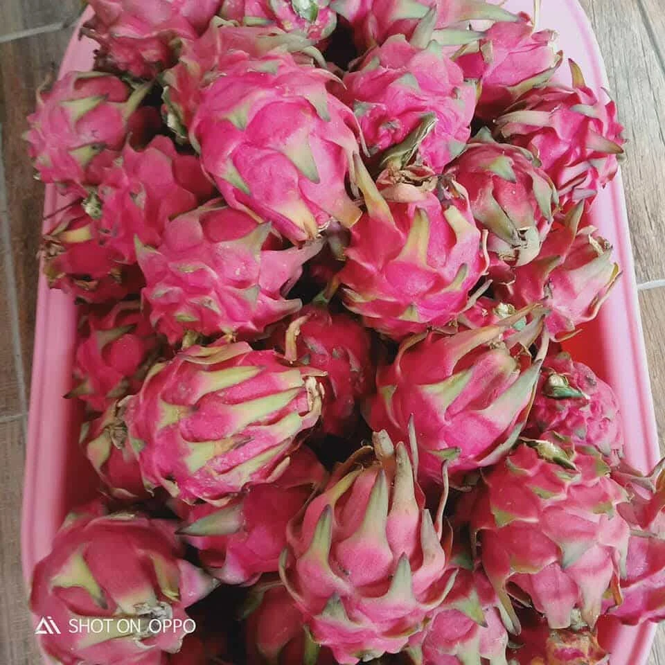 [SAT]DRAGON FRUITS