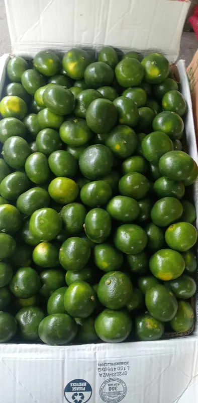 [SAT]CITRUS FRUITS