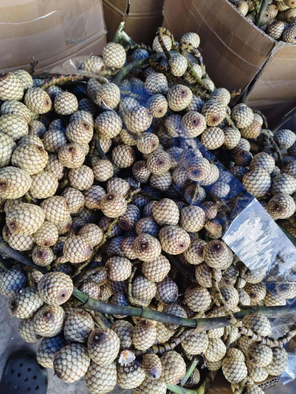[SAT]RATTAN FRUITS