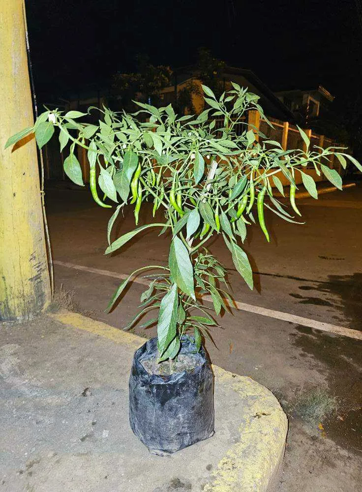 [SAT]SILING LABUYO PLANT