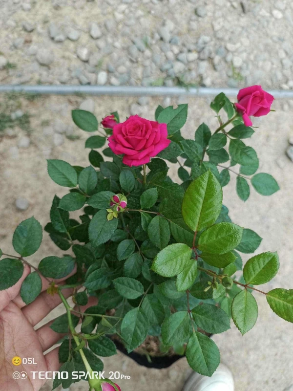 [SAT]PITIMINI ROSE