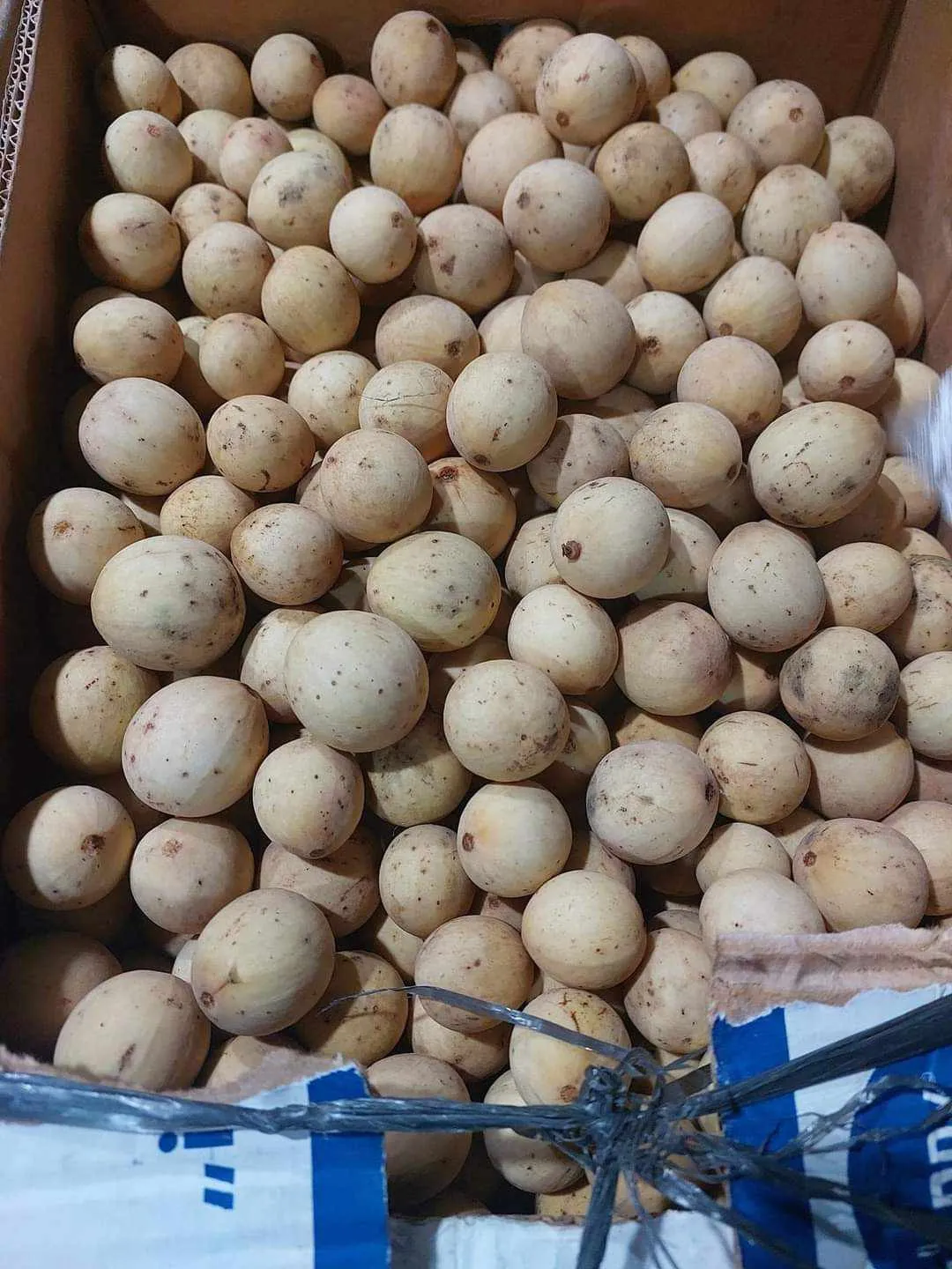 [SAT]LANSONES - FRUIT