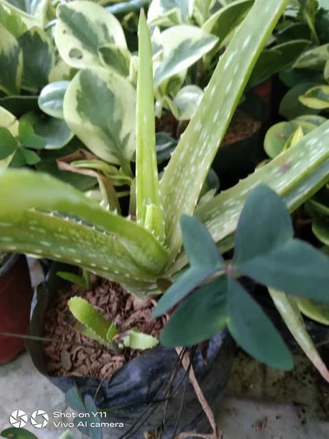 [SAT]LOCAL ALOE VERA