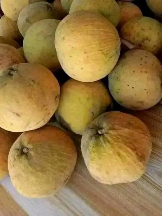 [SAT]SANTOL