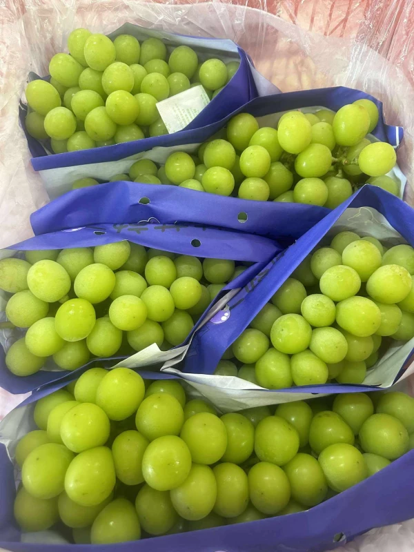 [SAT]GREEN GRAPES